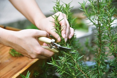 Top tuin- en potplanten met zomerse geuren