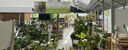 Kamerplanten