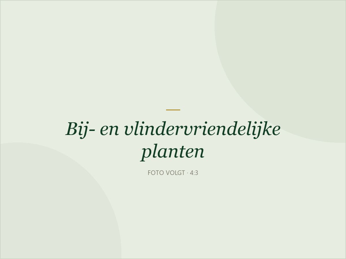 Lavendel en salie vol hommels