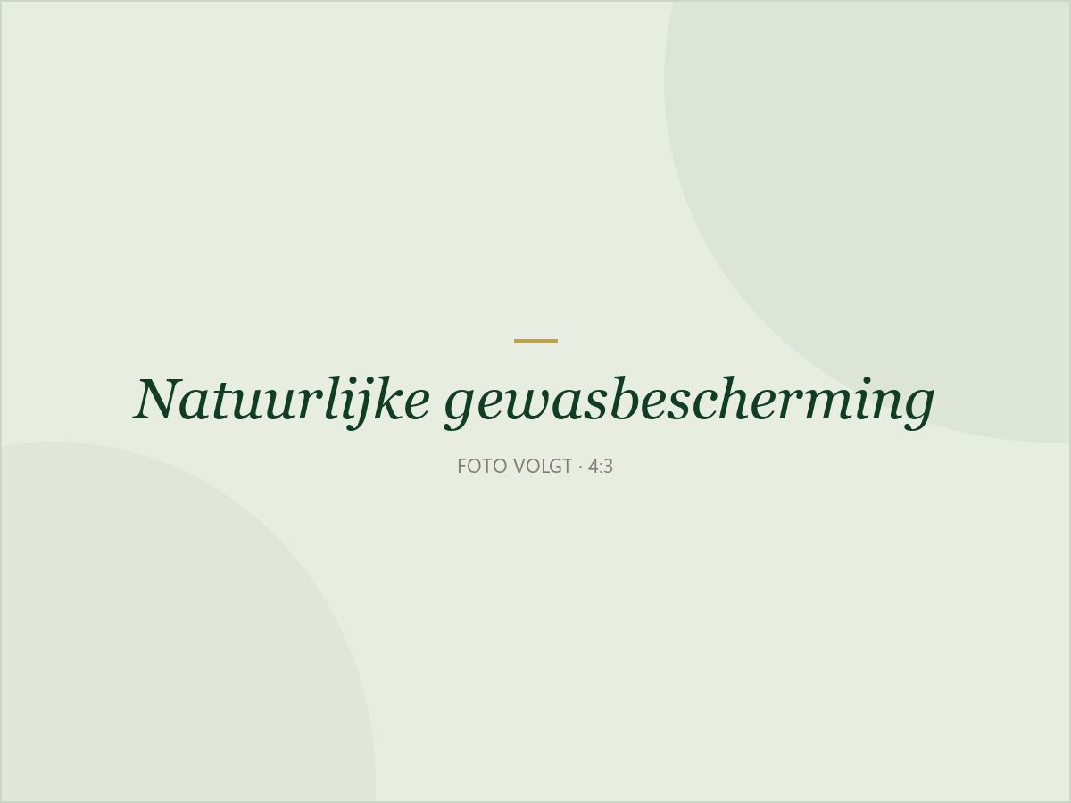Lieveheersbeestje op een blad