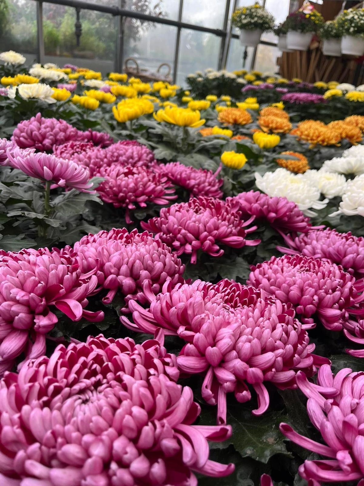 Chrysanten voor Allerheiligen