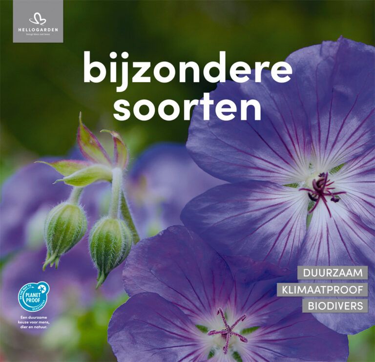 Bijzondere tuinplant met blauwe bloemen