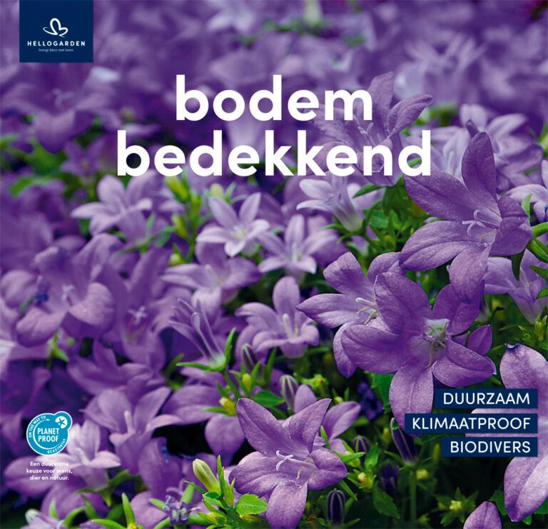 Bodembedekkende plant met paarse klokjes