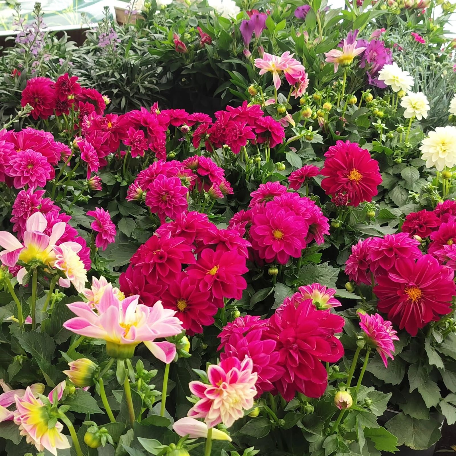 Bloeiende dahlia's