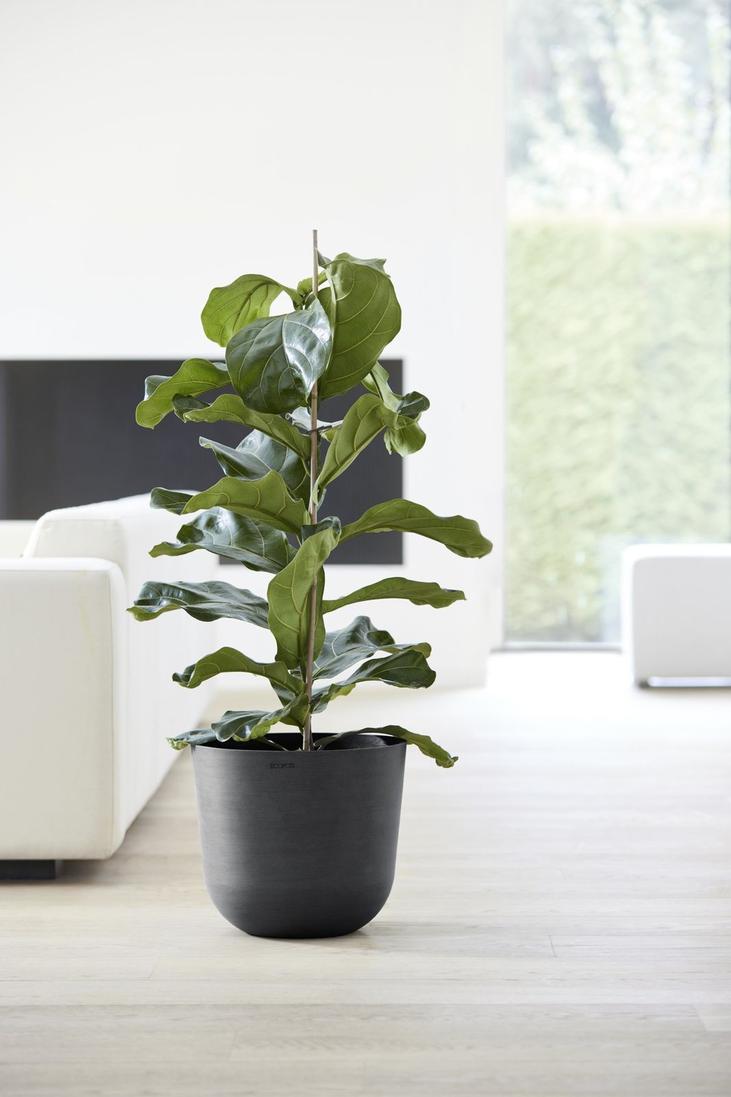 Ecopots-pot met vioolbladplant