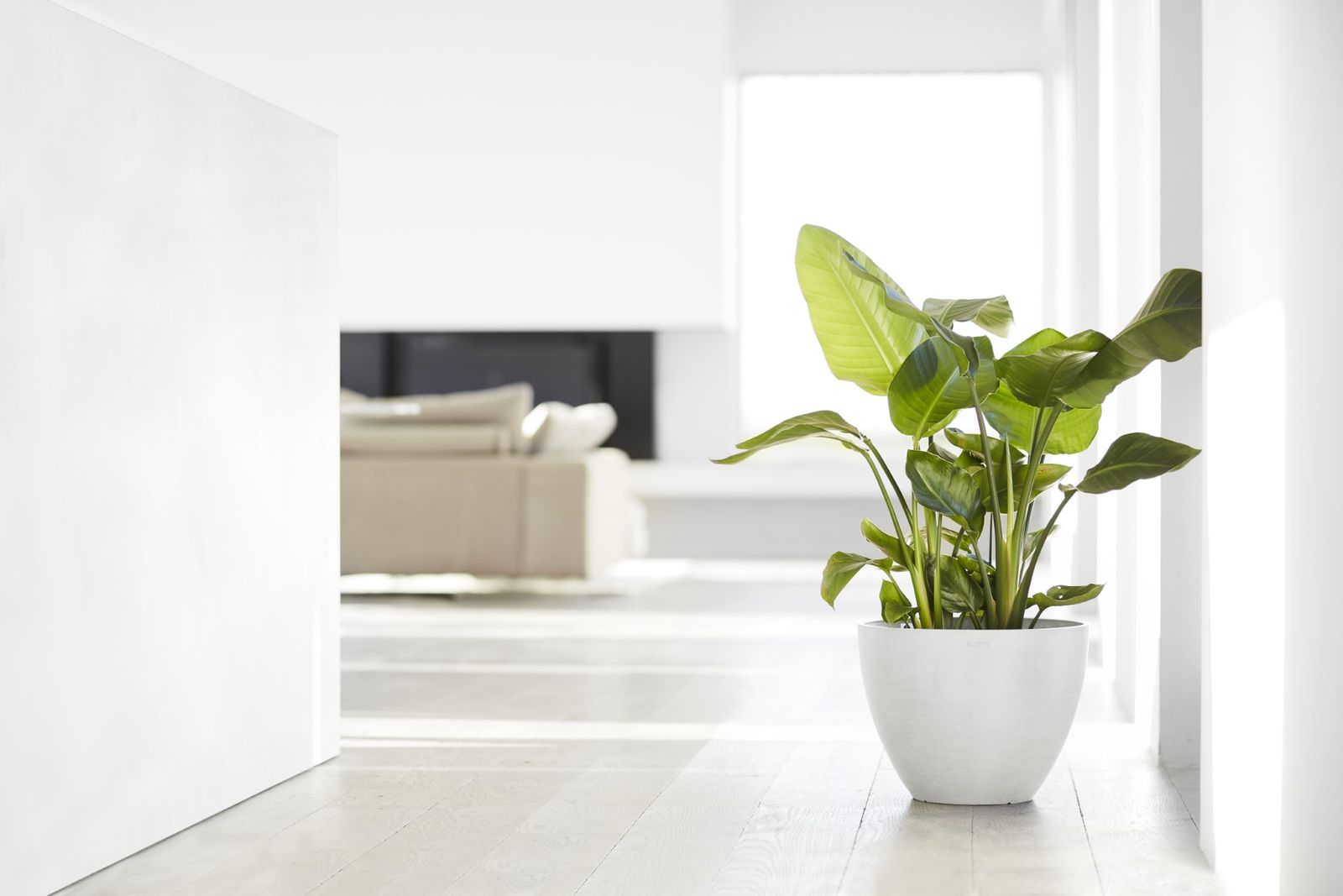 Ecopots-pot met plant