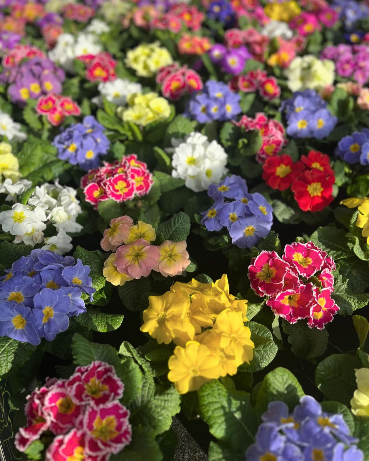 Primula's uit eigen kweek