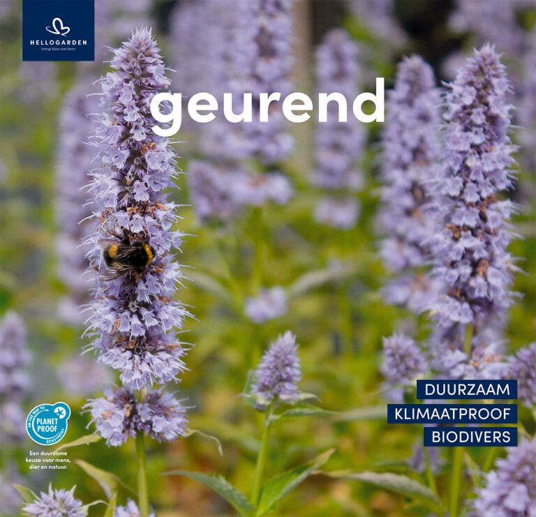 Geurende plant met hommel