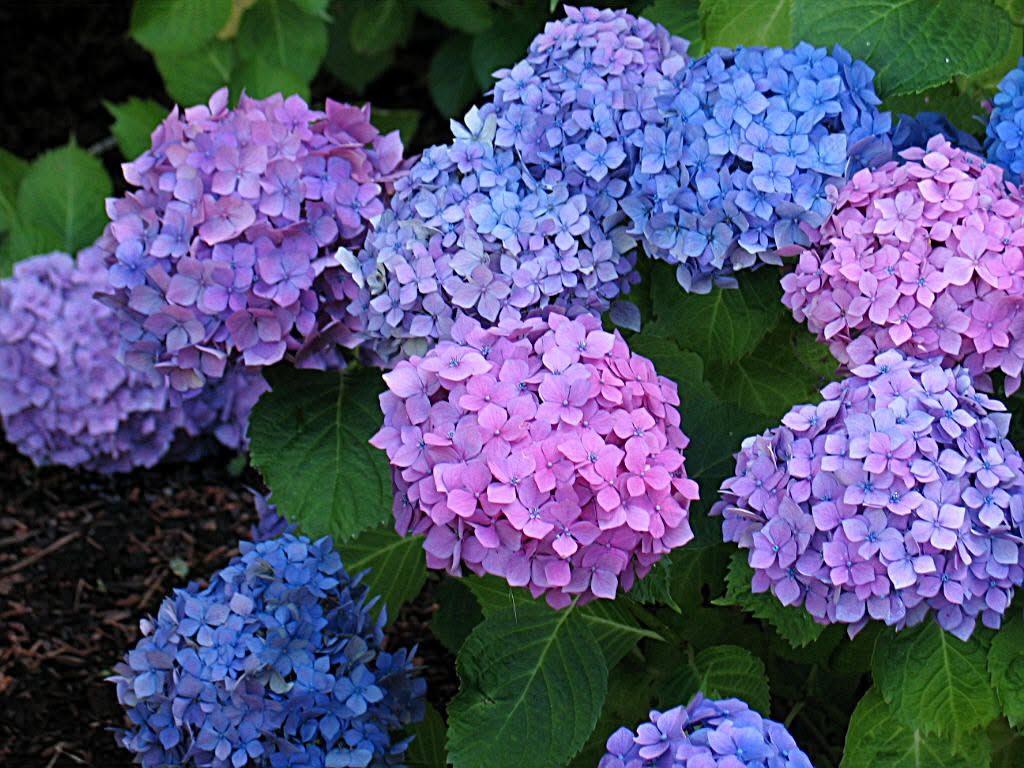 Blauwe en roze hortensia's