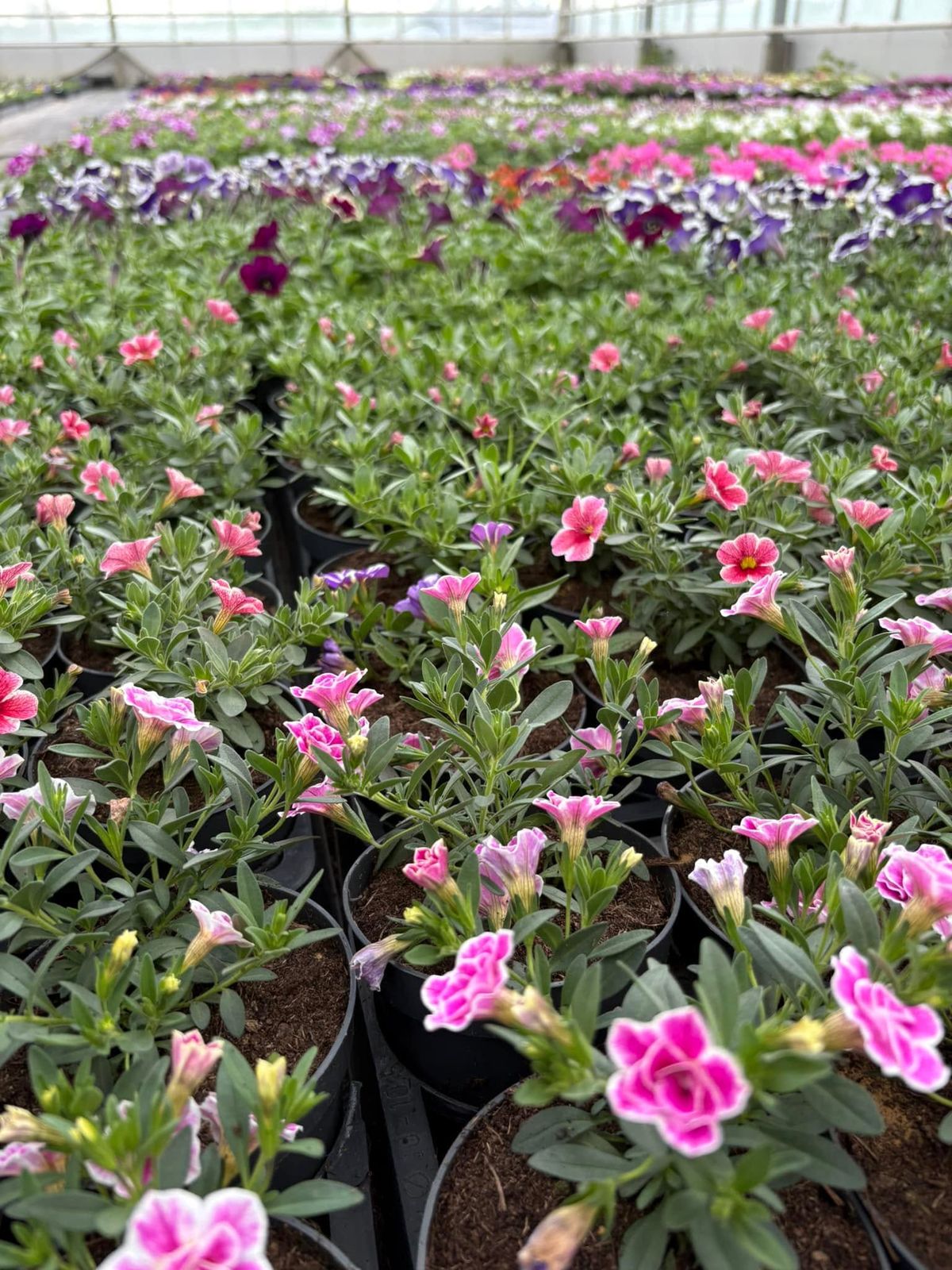 Eenjarige planten uit eigen kweek