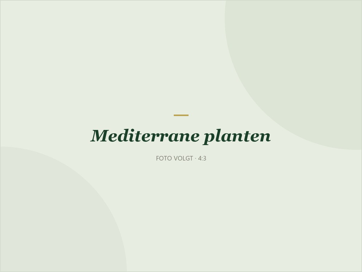 Mediterrane planten