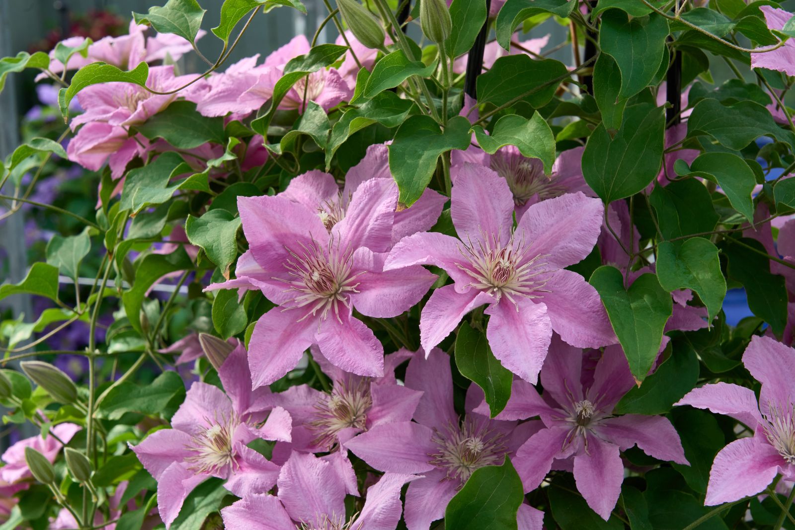 Roze clematis