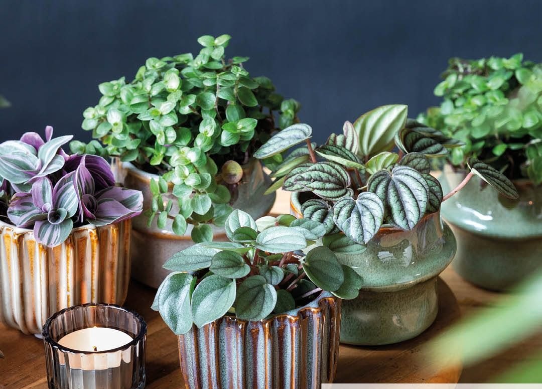 Miniplantjes in kleine potjes