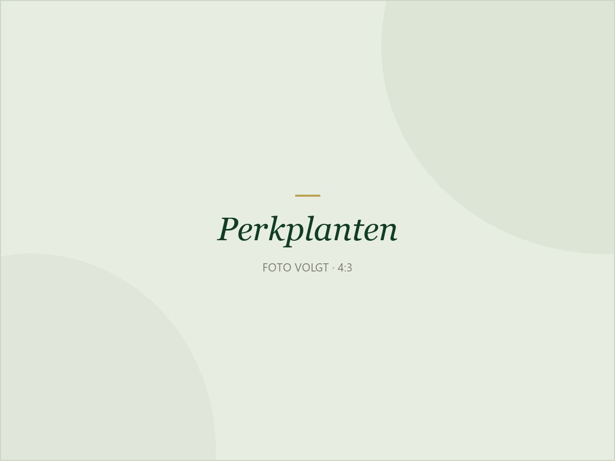 Perkplanten in trays