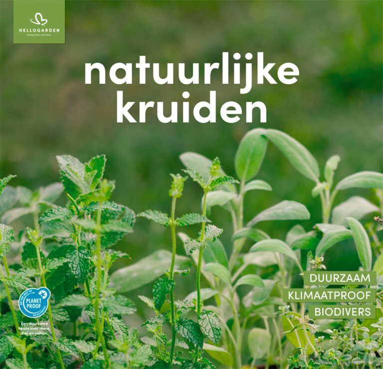 Kruiden in de moestuin