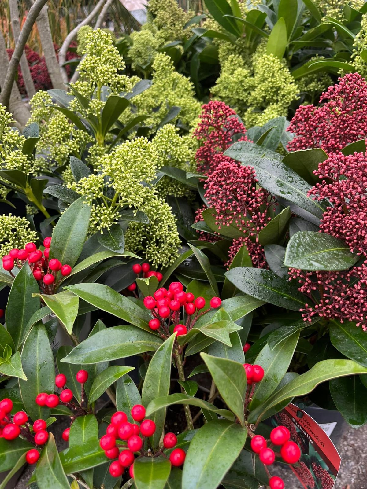 Heesters en tuinplanten in ons tuincentrum